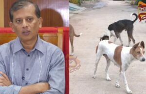 ಡಿಸಿಯನ್ನೂ ಬಿಡದೆ ಅಟ್ಟಾಡಿಸಿದ ಬೀದಿ ನಾಯಿಗಳು