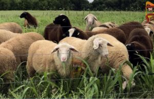 ಕ್ರಿಮಿನಾಶಕ ಸಿಂಪಡಿಸಿದ್ದ, ಆಹಾರ ಸೇವನೆ ಶಂಕೆ – ಕುರಿಗಳು ಸಾವು