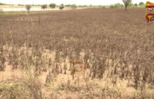 ಮಾಂಜ್ರಾ ಪ್ರವಾಹದ ಎಫೆಕ್ಟ್ – ಲಕ್ಷಾಂತರ ಮೌಲ್ಯದ ಬೆಳೆ ಸರ್ವನಾಶ