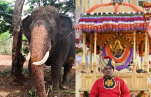 6ನೇ ಬಾರಿ ಚಿನ್ನದ ಅಂಬಾರಿ ಹೊರಲಿರುವ ಅಭಿಮನ್ಯು