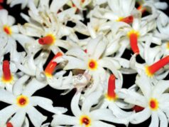 ಈ ಹೂ ನಿಮ್ಮ ಒತ್ತಡವನ್ನು ಕಡಿಮೆ ಮಾಡುತ್ತೆ… ಹೇಗೆ ಗೊತ್ತಾ?