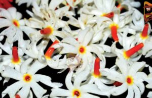 ಈ ಹೂ ನಿಮ್ಮ ಒತ್ತಡವನ್ನು ಕಡಿಮೆ ಮಾಡುತ್ತೆ… ಹೇಗೆ ಗೊತ್ತಾ?