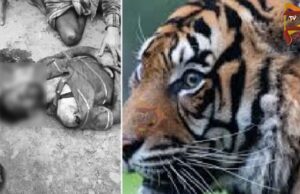 ದನ ಮೇಯಿಸುವಾಗ ಹುಲಿ ದಾಳಿಗೆ ರೈತ ಬಲಿ