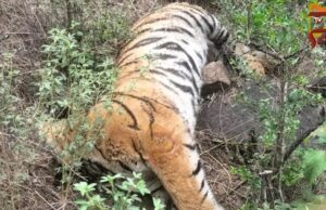 ಮಲೆ ಮಹದೇಶ್ವರನ ವನ್ಯಧಾಮದಲ್ಲಿ ಮತ್ತೆ ಹುಲಿಯ ದಾರುಣ ಸಾವು