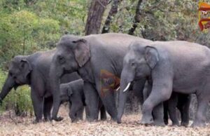 ಶೃಂಗೇರಿಯಲ್ಲಿ ಕಾಡಾನೆ ದಾಳಿಗೆ ಇಬ್ಬರು ರೈತರು ಬಲಿ