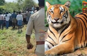 ಹುಲಿ ದಾಳಿಗೆ ಮತ್ತೊಬ್ಬ ರೈತ ಬಲಿ – 15 ದಿನಗಳಲ್ಲಿ 3ನೇ ಪ್ರಕರಣ