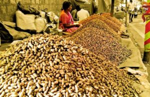 ಇಂದಿನಿಂದ ಮಲ್ಲೇಶ್ವರಂನಲ್ಲಿ ಕಡಲೆಕಾಯಿ ಪರಿಷೆ ಆರಂಭ