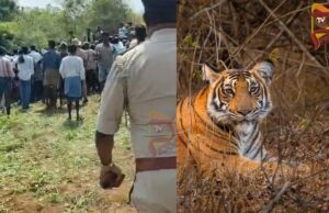 ಜನರ ಮೇಲೆ ಪದೇ ಪದೇ ದಾಳಿ ಮಾಡ್ತಿದ್ದ, ಹುಲಿ ಸೆರೆ – DNA ಟೆಸ್ಟ್ಗೆ ಖಂಡ್ರೆ ಸೂಚನೆ..!