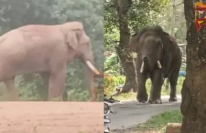 ಭೀಮಾ v/s ಕ್ಯಾಪ್ಟನ್ ಕಾಳಗದಲ್ಲಿ ಒಂದು ದಂತ ಕಳೆದುಕೊಂಡ ಭೀಮಾ