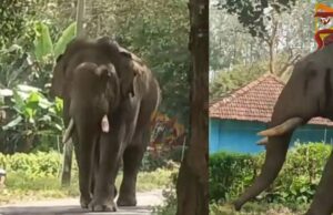 ಭೀಮ ನಾಪತ್ತೆ – ರಾತ್ರಿಯಿಡಿ ಹುಡುಕಿದ್ರೂ ಸುಳಿವಿಲ್ಲ..!