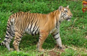 ರೈತರಲ್ಲಿ ಆತಂಕ ಸೃಷ್ಟಿಸಿದ್ದ ಹೆಣ್ಣು ಹುಲಿ, 3 ಮರಿಗಳ ಸೆರೆ