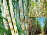 ಈ ವರ್ಷ ಸಕ್ಕರೆ ಉತ್ಪಾದನೆ ಶೇ. 16ರಷ್ಟು ಹೆಚ್ಚುವ ನಿರೀಕ್ಷೆ..!