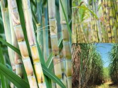 ಈ ವರ್ಷ ಸಕ್ಕರೆ ಉತ್ಪಾದನೆ ಶೇ. 16ರಷ್ಟು ಹೆಚ್ಚುವ ನಿರೀಕ್ಷೆ..!