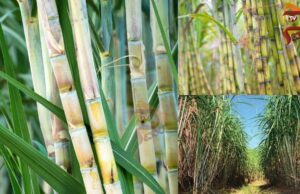 ಈ ವರ್ಷ ಸಕ್ಕರೆ ಉತ್ಪಾದನೆ ಶೇ. 16ರಷ್ಟು ಹೆಚ್ಚುವ ನಿರೀಕ್ಷೆ..!