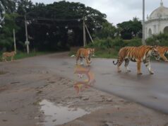 ‘ಎಐ’ ಹುಲಿ ಹಾವಳಿಗೆ ಜನ ಹೈರಾಣ: ಅರಣ್ಯ ಇಲಾಖೆ ಖಡಕ್ ವಾರ್ನಿಂಗ್