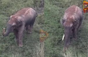 ಏಕದಂತನಾದ ಭೀಮ ಆರೋಗ್ಯವಾಗಿದ್ದಾನೆ – ಮಾಹಿತಿ ಹಂಚಿಕೊಂಡ ಡಿಎಫ್ಓ