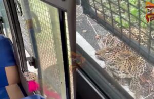 ಮಹಿಳೆ ಮೇಲೆ ಚಿರತೆ ದಾಳಿ; ನಾನ್-ಎಸಿ ಬಸ್ಗಳು ಬಂದ್