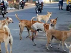 ಬೀದಿನಾಯಿ ದಾಳಿಗೆ ವ್ಯಕ್ತಿ ಬಲಿ – ರಕ್ತಸಿಕ್ತವಾಗಿ ಸಿಕ್ಕ ಶವ