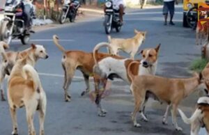 ಬೀದಿನಾಯಿ ದಾಳಿಗೆ ವ್ಯಕ್ತಿ ಬಲಿ – ರಕ್ತಸಿಕ್ತವಾಗಿ ಸಿಕ್ಕ ಶವ