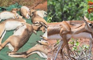 ಮೃಗಾಲಯದಲ್ಲಿ ಮತ್ತೊಂದು ಕೃಷ್ಣ ಮೃಗ ಸಾವು – ಸಾವಿನ ಸಂಖ್ಯೆ 30ಕ್ಕೆ ಏರಿಕೆ..!