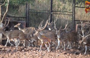 ಕೃಷ್ಣಮೃಗಗಳ ದಾರುಣ ಸಾವಿಗೆ HS ಬ್ಯಾಕ್ಟೀರಿಯಾ ಕಾರಣ – ಪರೀಕ್ಷೆಯಿಂದ ದೃಢ
