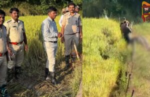 ವಿದ್ಯುತ್ ತಂತಿ ಸ್ಪರ್ಶಿಸಿ ಜೋಡಾನೆ ಸಾವು – ವರದಿ ಕೇಳಿದ ಈಶ್ವರ್ ಖಂಡ್ರೆ