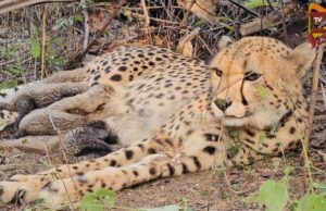 ಐದು ಮರಿಗಳಿಗೆ ಜನ್ಮ ನೀಡಿದ ಭಾರತೀಯ ಮೂಲದ ಚೀತಾ