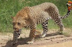 ಬಾಲಕಿಯನ್ನು ಪೋಷಕರ ಎದುರೇ ಹೊತ್ತೊಯ್ದ ಚಿರತೆ – ಶವ ಪತ್ತೆ