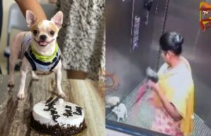 ಲಿಫ್ಟ್ನಲ್ಲಿ ನೆಲಕ್ಕೆ ಬಡಿದು ನಾಯಿಮರಿ ಕೊಂದ ಮಹಿಳೆ – ದೃಶ್ಯ ಸಿಸಿಟಿವಿಯಲ್ಲಿ ಸೆರೆ