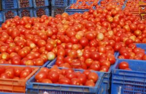 ಶತಕದ ಅಂಚಿನತ್ತ ಕೆಂಪು ಸುಂದರಿ – ರೈತರಿಗೆ ಖುಷ್, ಗ್ರಾಹಕರ ಜೇಬಿಗೆ ಕತ್ತರಿ