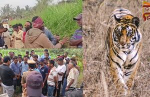 ತಾಲೂಕಿನಲ್ಲೂ ಶುರುವಾಯ್ತು ಹುಲಿ ಕಾಟ – ಇಬ್ಬರು ರೈತರ ಮೇಲೆ ದಾಳಿ