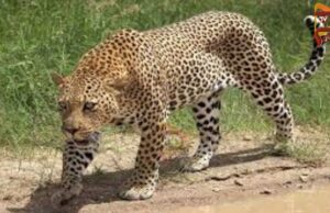 ರಸ್ತೆ ದಾಟುತ್ತಿದ್ದ ವೇಳೆ ವಾಹನ ಡಿಕ್ಕಿ – ಸ್ಥಳದಲ್ಲೇ ಚಿರತೆ ಸಾವು..!