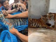 ಸೆರೆ ಸಿಕ್ಕಿದ್ದ ನಾಲ್ಕು ಹುಲಿ ಮರಿಗಳು ಸಾವು..!