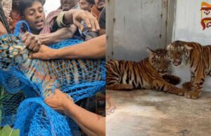 ಸೆರೆ ಸಿಕ್ಕಿದ್ದ ನಾಲ್ಕು ಹುಲಿ ಮರಿಗಳು ಸಾವು..!