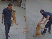 ಸೆಕ್ಯೂರಿಟಿ ಗಾರ್ಡ್ ಮೇಲೆ ನಾಯಿ ದಾಳಿ – ಭಯಾನಕ ದೃಶ್ಯ ಸೆರೆ