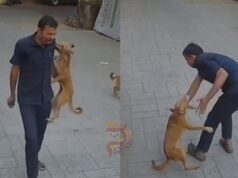 ಸೆಕ್ಯೂರಿಟಿ ಗಾರ್ಡ್ ಮೇಲೆ ನಾಯಿ ದಾಳಿ – ಭಯಾನಕ ದೃಶ್ಯ ಸೆರೆ