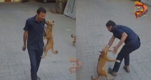 ಸೆಕ್ಯೂರಿಟಿ ಗಾರ್ಡ್ ಮೇಲೆ ನಾಯಿ ದಾಳಿ – ಭಯಾನಕ ದೃಶ್ಯ ಸೆರೆ