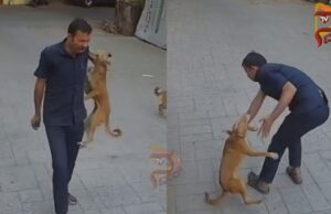 ಸೆಕ್ಯೂರಿಟಿ ಗಾರ್ಡ್ ಮೇಲೆ ನಾಯಿ ದಾಳಿ – ಭಯಾನಕ ದೃಶ್ಯ ಸೆರೆ