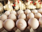 ಮೊಟ್ಟೆ ಬೆನ್ನಲ್ಲೇ ಚಿಕನ್ ಬೆಲೆ ಏರಿಕೆ – 270 ರೂ. ತಲುಪಿದ ದರ