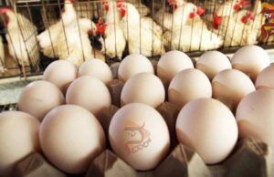ಮೊಟ್ಟೆ ಬೆನ್ನಲ್ಲೇ ಚಿಕನ್ ಬೆಲೆ ಏರಿಕೆ – 270 ರೂ. ತಲುಪಿದ ದರ