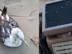 ವಲಸೆ ಬಂದ ಹಕ್ಕಿಯಲ್ಲಿ ಟ್ರ್ಯಾಕರ್ ಪತ್ತೆ – ನೌಕಾನೆಲೆಯಲ್ಲಿ ಚೀನಾ ಗೂಢಚರ್ಯೆ ಶಂಕೆ..!