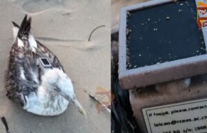 ವಲಸೆ ಬಂದ ಹಕ್ಕಿಯಲ್ಲಿ ಟ್ರ್ಯಾಕರ್ ಪತ್ತೆ – ನೌಕಾನೆಲೆಯಲ್ಲಿ ಚೀನಾ ಗೂಢಚರ್ಯೆ ಶಂಕೆ..!