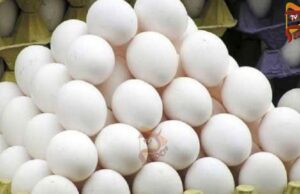 ಕ್ಯಾನ್ಸರ್ ಕಾರಕ ವದಂತಿ – ಖಾಸಗಿ ಲ್ಯಾಬ್ನಲ್ಲಿ ಮೊಟ್ಟೆ ಟೆಸ್ಟ್ಗೆ ರಾಜ್ಯ ಸರ್ಕಾರ ಅದೇಶ