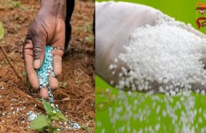 ಬೆಂಗಳೂರಲ್ಲಿ ಜಪ್ತಿಯಾದ 1,90,000 ಕೆಜಿ ಯೂರಿಯಾ ಕೇರಳದ್ದಲ್ಲ, ಕರ್ನಾಟಕದ್ದೇ..!