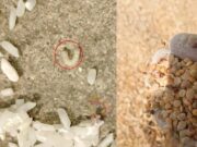 ಸರ್ಕಾರಿ ಶಾಲೆಯಲ್ಲಿ ಕಳಪೆ ಆಹಾರ ಧಾನ್ಯ ಪೂರೈಕೆ – ಅಕ್ಕಿ, ಗೋಧಿಯಲ್ಲಿ ಹುಳು, ಕಸ ಪತ್ತೆ..!