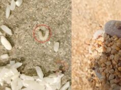 ಸರ್ಕಾರಿ ಶಾಲೆಯಲ್ಲಿ ಕಳಪೆ ಆಹಾರ ಧಾನ್ಯ ಪೂರೈಕೆ – ಅಕ್ಕಿ, ಗೋಧಿಯಲ್ಲಿ ಹುಳು, ಕಸ ಪತ್ತೆ..!