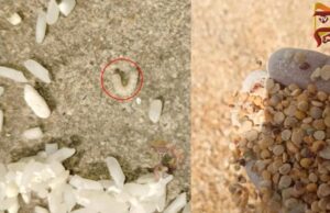 ಸರ್ಕಾರಿ ಶಾಲೆಯಲ್ಲಿ ಕಳಪೆ ಆಹಾರ ಧಾನ್ಯ ಪೂರೈಕೆ – ಅಕ್ಕಿ, ಗೋಧಿಯಲ್ಲಿ ಹುಳು, ಕಸ ಪತ್ತೆ..!