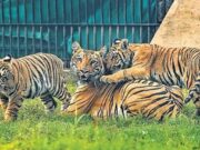 ವ್ಯಾಘ್ರಗಳನ್ನು ಹಿಡಿಯಲಾಗದೆ ತಲೆ ಮೇಲೆ ಕೈ ಹೊತ್ತು ಕುಳಿತ ಇಲಾಖೆ