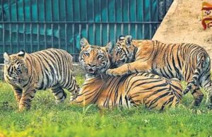 ವ್ಯಾಘ್ರಗಳನ್ನು ಹಿಡಿಯಲಾಗದೆ ತಲೆ ಮೇಲೆ ಕೈ ಹೊತ್ತು ಕುಳಿತ ಇಲಾಖೆ