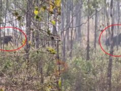 ಹಾವೇರಿಯಲ್ಲಿ ಕಾಡಾನೆ ಓಡಾಟ – ಗ್ರಾಮಸ್ಥರಲ್ಲಿ ಆತಂಕ..!